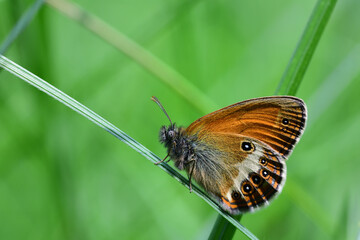 Obraz premium Close-up of a butterfly, the little meadow bird (Coenonympha pamphilus), sitting on a blade of grass in the meadow