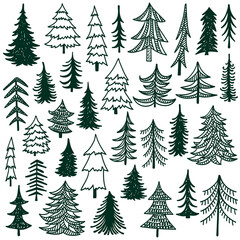 Obraz premium Fir trees hand drawn vector illustration