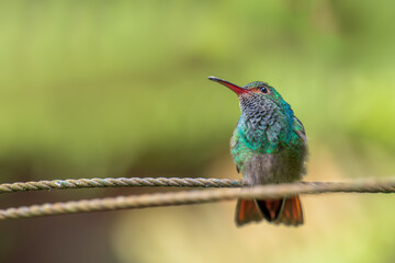 hummingbird on a branch