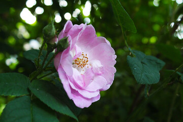 Obraz premium pink and white flower