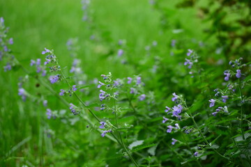 flowers in the grass