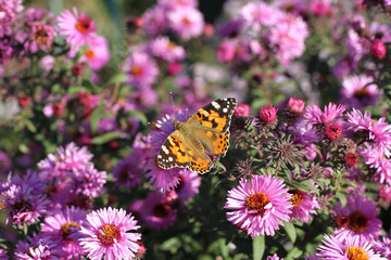 Butterfly Fagus (Tagetes) on perennial Aster flower on a sunny day. Closeup