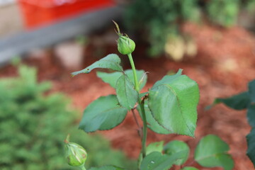 Flowers and buds