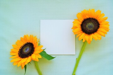 薄い緑の背景に二輪の黄色のヒマワリの花を添えた灰色の正方形のカードのモックアップ
