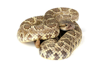 Southern Pacific Rattlesnake (Crotalus helleri) against a white background..