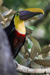 Tucan pico iris, naturalesza, aves, libertad, bosque seco. 