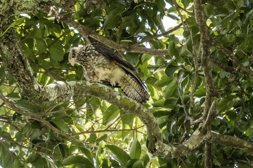 Ave rapaz, juvenil, Caracara
