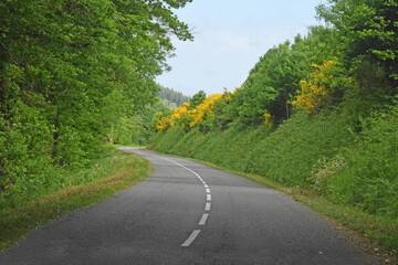 Fototapeta na wymiar En roulant : genets en fleur le long d'une route départementale dans les bois.