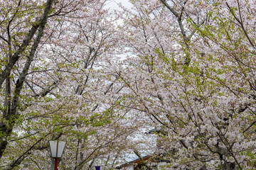 香川県は滝宮公園の桜並木