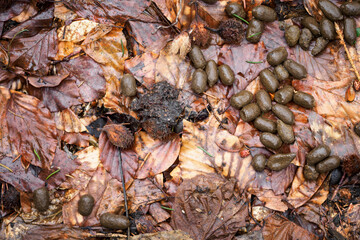 Deer feces in the forest on the ground.