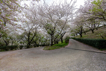 Fototapeta na wymiar 香川県は朝日山森林公園の桜