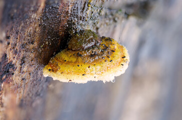 Boletus growing on a tree trunk.