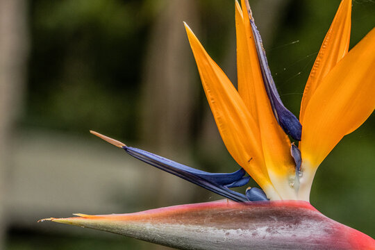 Strelitzia, ave del paraiso, planta, bosque, naturaleza, amarillo, rojo, azul, verde, flor.