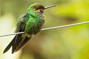 Helioxa Jacula, brillante, coroniverde. colibrí. ave pequeña, Costa Rica. © Didier
