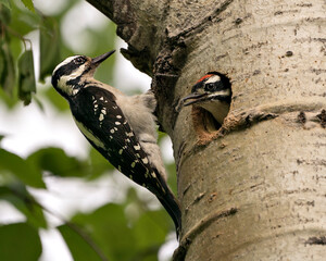 Woodpecker Photo Stock. Parent bringing food to the baby bird in their nest house and enjoying their environment and habitat surrounding. Image. Picture. Portrait.