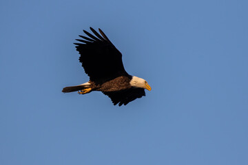 The bald eagle (Haliaeetus leucocephalus) in flight. It is a bird of prey found in North America