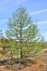 Obraz premium 三国山稜の春 アザミ平の新緑のカラマツ