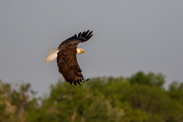 The bald eagle (Haliaeetus leucocephalus) in flight. It is a bird of prey found in North America
