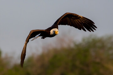 The bald eagle (Haliaeetus leucocephalus) in flight. It is a bird of prey found in North America