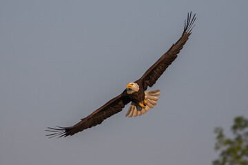 The bald eagle (Haliaeetus leucocephalus) in flight. It is a bird of prey found in North America