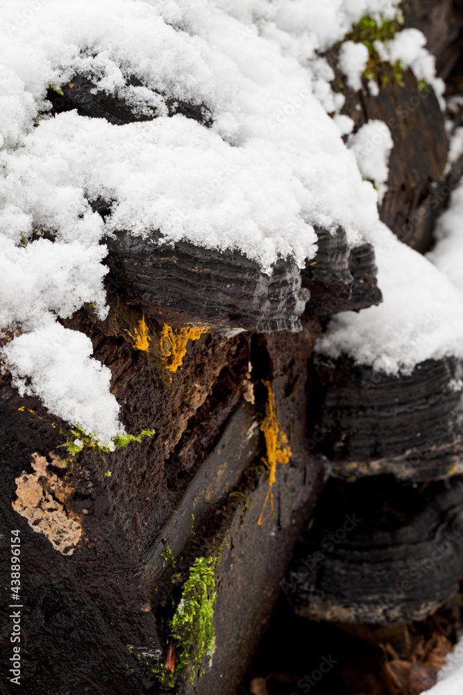 Poster inedible mushroom of a tree trunk in detail.