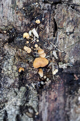 Inedible mushroom of a tree trunk in detail.
