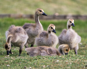Canada Geese Photo. Canada Gosling birds on grass their environment and habitat surrounding with blur background. Picture. Portrait. Image.