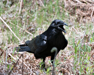 Crow Stock Photo. Raven standing foliage displaying  black plumage body, head, eye, open beak and...