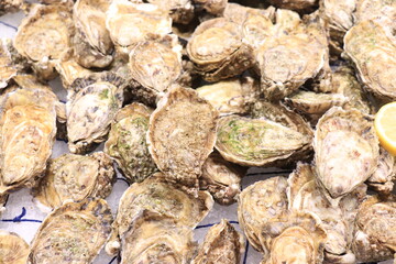 Big fresh oysters