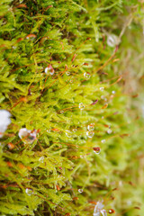 Water drop on green moss in winter.