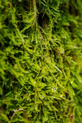 Water drop on green moss in winter.