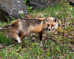 Red Fox Photo Stock. Fox Image. Close-up profile side view with rock, moss and foliage background and foreground in its habitat and environment. Picture. Portrait.