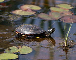 Painted Turtle Photo. On a log in the pond with lily pad pond, water lilies, and displaying its turtle shell, head, paws in its environment and habitat surrounding. Turtle Image. Picture. Portrait.