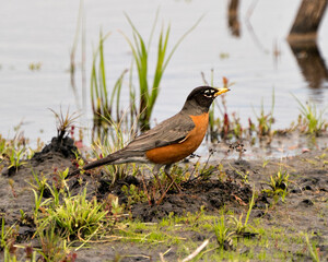 American Robin Photo. Close-up profile view by the water with foliage and mud and blur water background in its environment and habitat. Robin Image. Picture. Portrait.