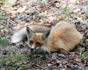 Naklejka premium Red Fox Photo. Fox Image. Close-up profile view lying down on white moss and foliage in the springtime with blur background and looking at camera in its environment and habitat. Picture. Portrait.