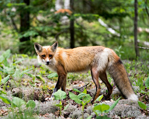 Red Fox Photo. Fox Image. Close-up profile side view looking at camera with a blur forest background in its environment and habitat. Picture. Portrait.
