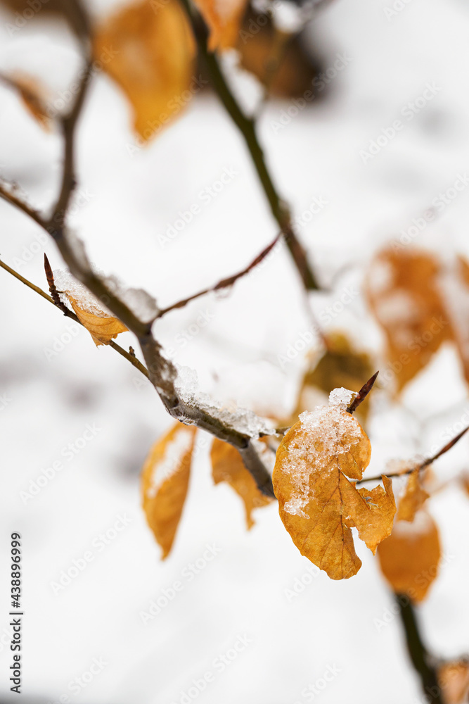 Poster beech leaf on a tree branch in winter.