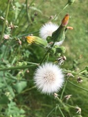 bee on a dandelion