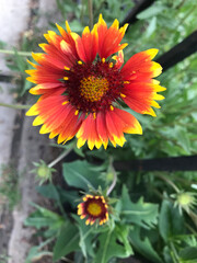 orange flower in the garden