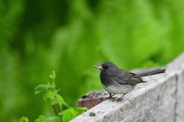 An adult Dark-eyed Junco (Junco hyemalis) gathers food from a trail along Alaska's Russian River.