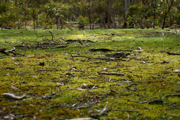 Vibrant greenery in the Australian bush