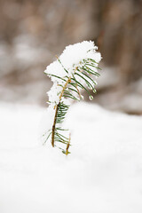 Small snow-covered spruce tree.