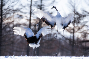 Two Japanese Red Crown Cranes in Winter at Tsurui Ito Tancho Crane Sanctuary , Kushiro, Japan