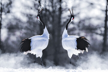 Two Japanese Red Crown Cranes in Winter at Tsurui Ito Tancho Crane Sanctuary , Kushiro, Japan