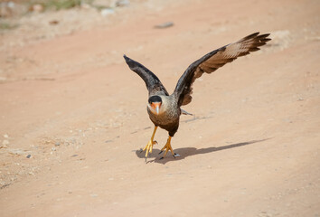O carcará, caracará ou carancho é uma espécie de ave de rapina da família dos falconídeos. Mede até 60 cm de altura e sua envergadura chega a 123 cm. Habita o centro e o sul de toda a América do Sul.