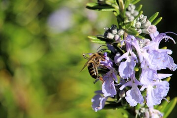 Focus on pollen comb of Western Honey Bee (Apis mellifera) collecting nectar from lavender flower, South Australia