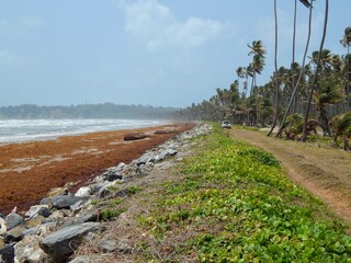 Manzanilla-Mayaro, Trinidad: Sargassum seaweed on the Manzanilla-Mayaro Beaches. These beaches are located on the East Coast of Trinidad.
