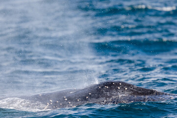 Fototapeta premium Humpback Whale breathing at the surface