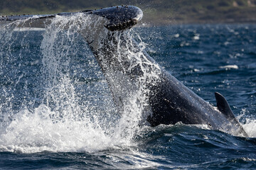 Humpback Whale shedding water from it's tail