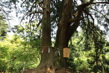 神奈川県の丹沢の大山の登山